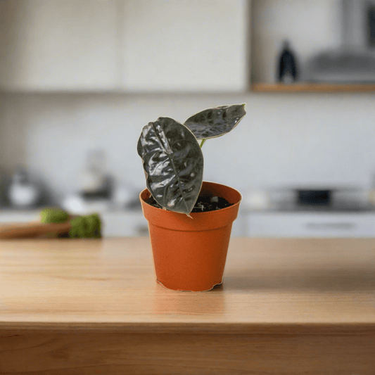 Alocasia 'Red Mambo' - 4" Pot - Plantonio