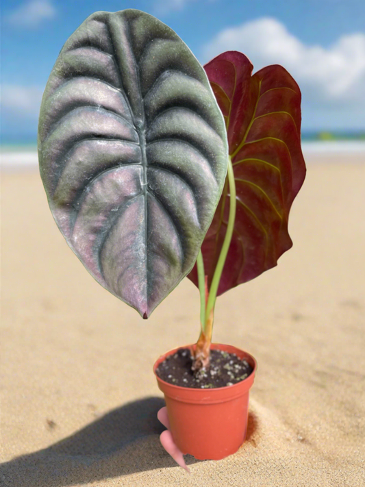 Alocasia 'Red Secret' - Plantonio