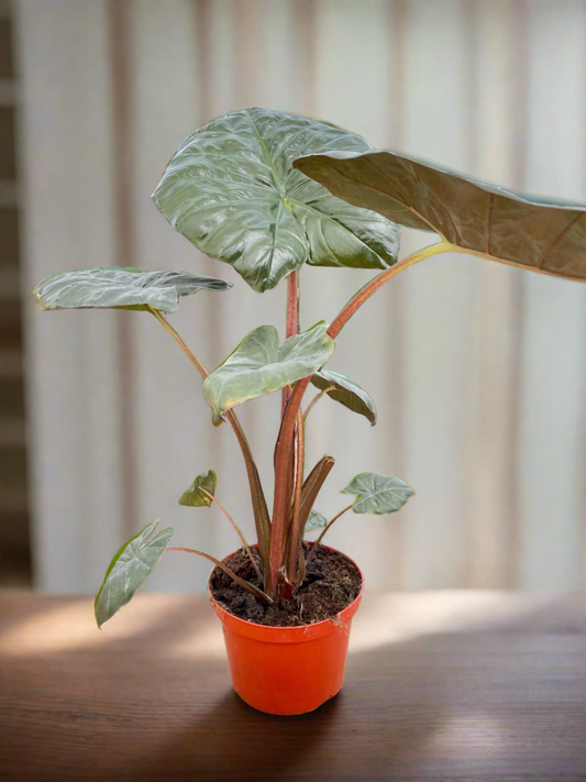 Alocasia Regal Shield - 8" Pot - Plantonio