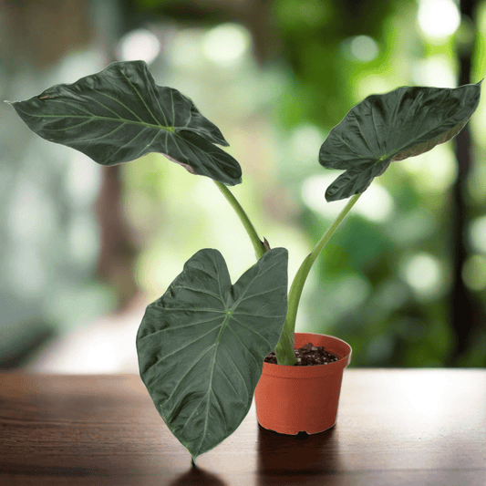 Alocasia 'Regal Shields' - Plantonio