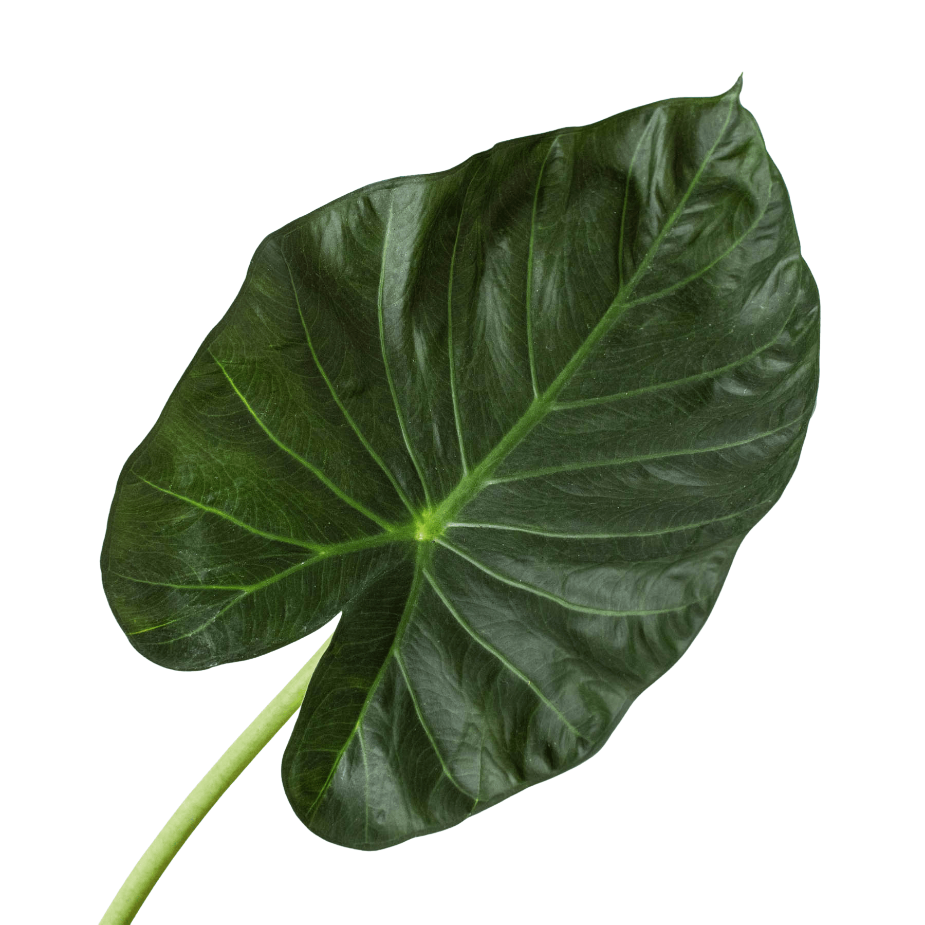 Alocasia 'Regal Shields' - Plantonio
