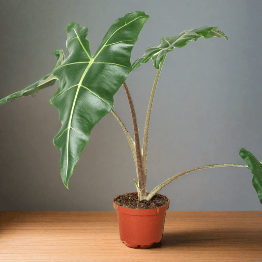 Alocasia 'Sarian' - Plantonio