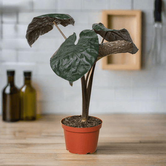 Alocasia 'Serendipity' - Plantonio