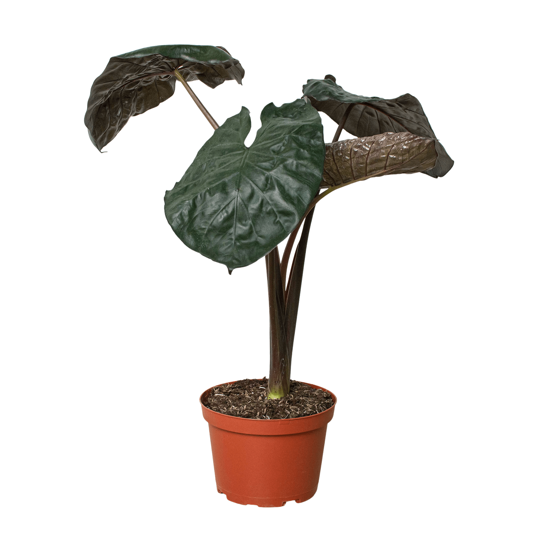 Alocasia 'Serendipity' - Plantonio