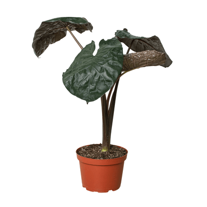 Alocasia 'Serendipity' - Plantonio