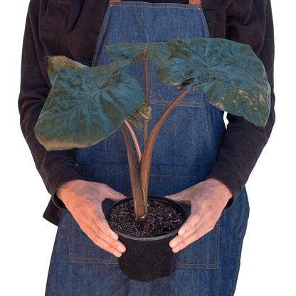 Alocasia 'Serendipity' - Plantonio