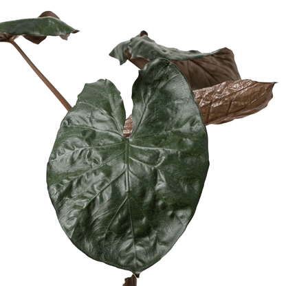 Alocasia 'Serendipity' - Plantonio