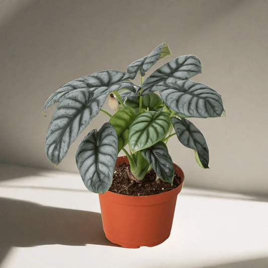 Alocasia Silver Dragon - Plantonio