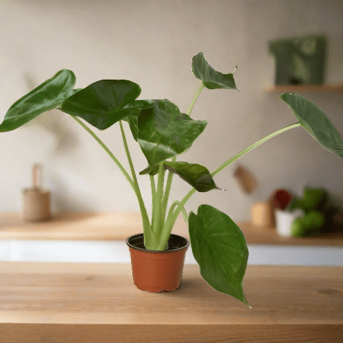 Alocasia 'Wentii' - Plantonio