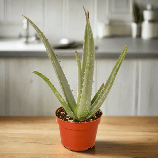 Aloe Vera - Plantonio