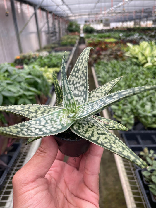 Aloe 'White Fox' - Plantonio