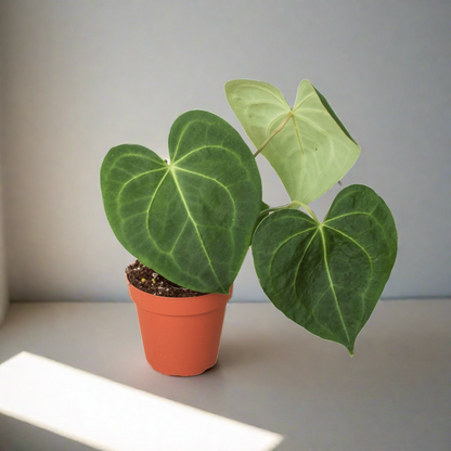 Anthurium 'Clarinervium' - Plantonio
