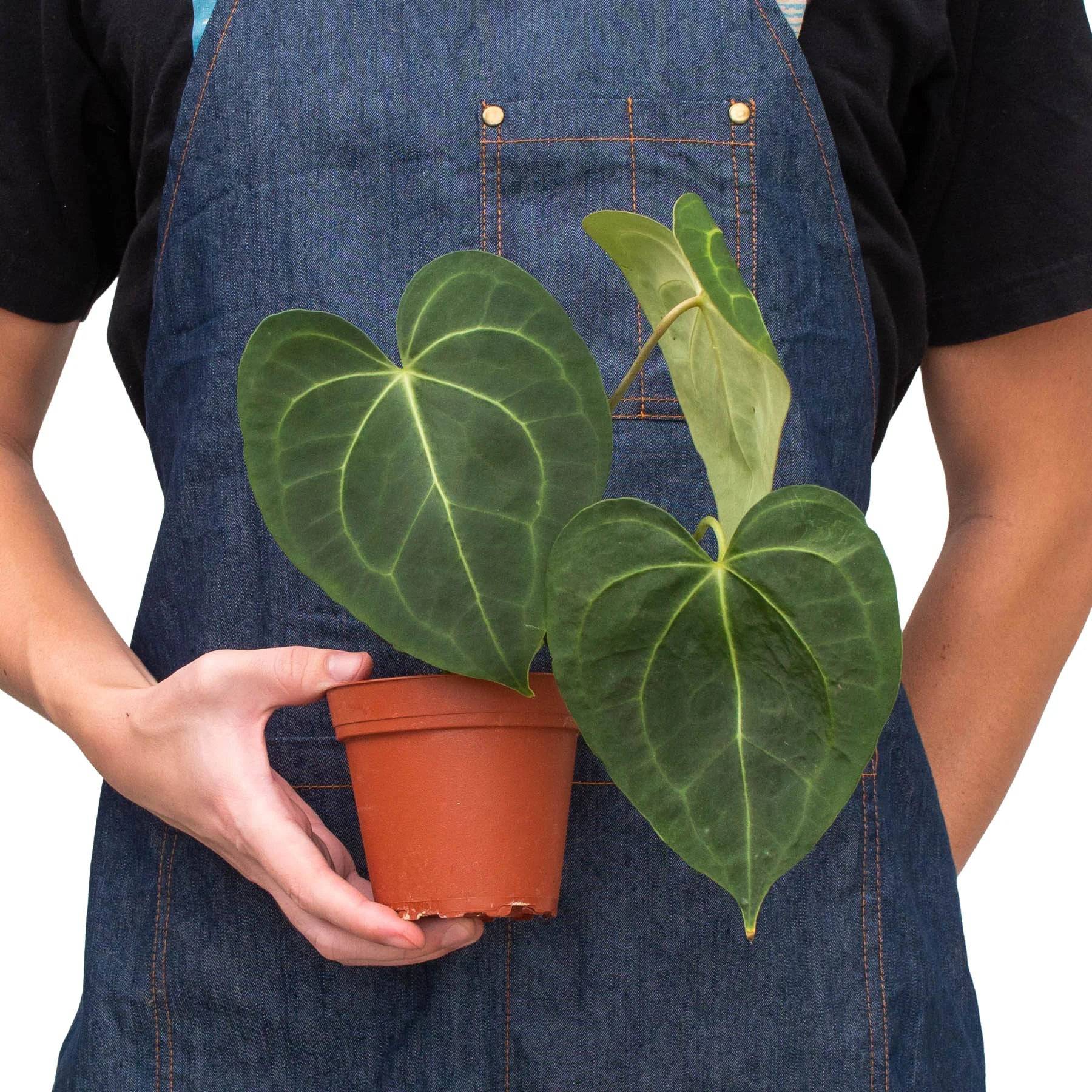 Anthurium 'Clarinervium' - Plantonio