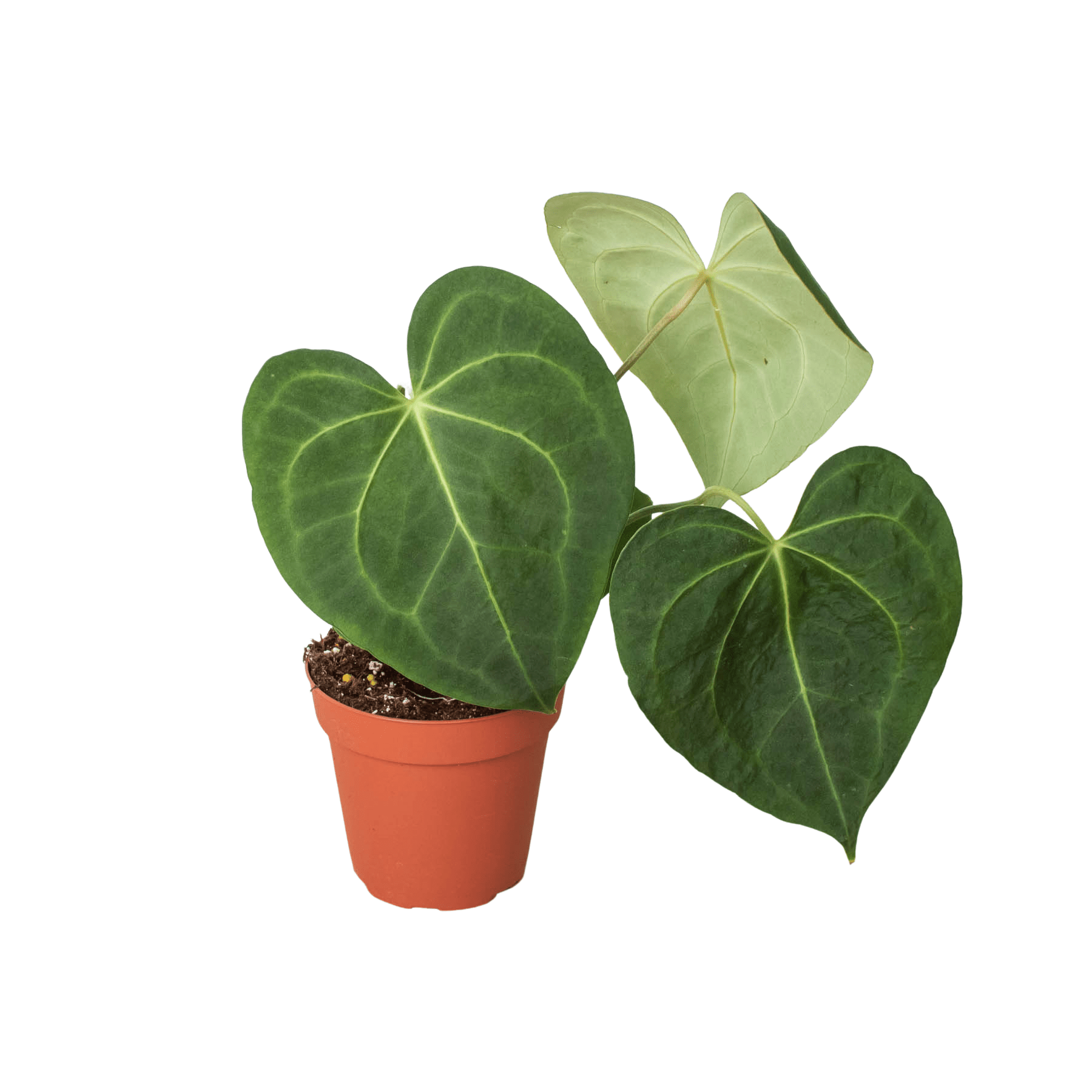 Anthurium 'Clarinervium' - Plantonio