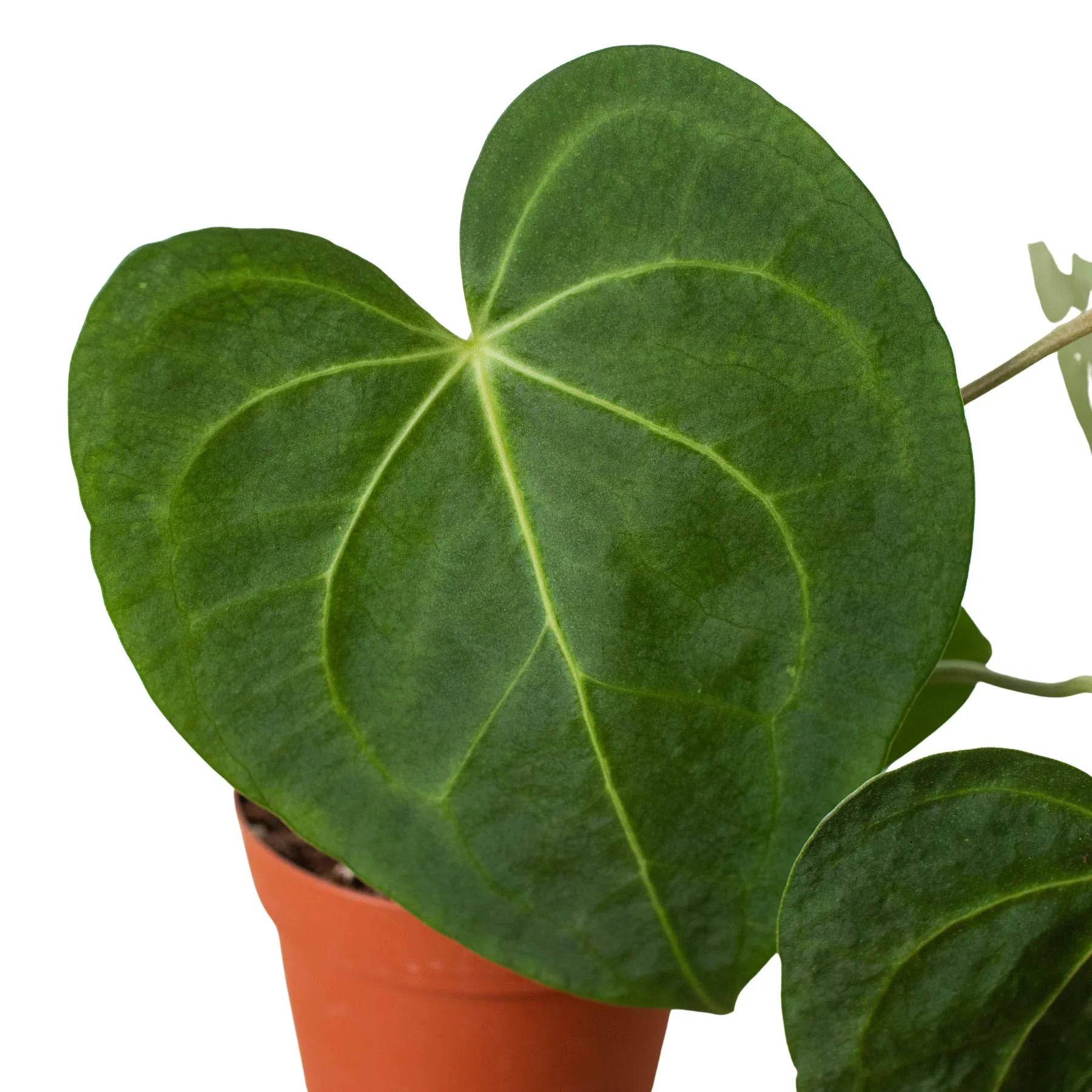 Anthurium 'Clarinervium' - Plantonio