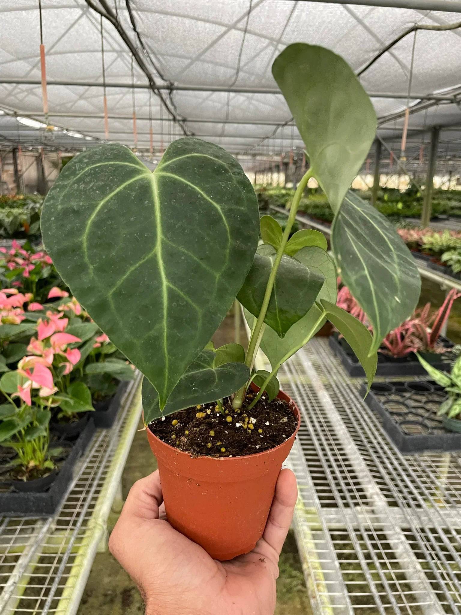 Anthurium 'Clarinervium' - Plantonio