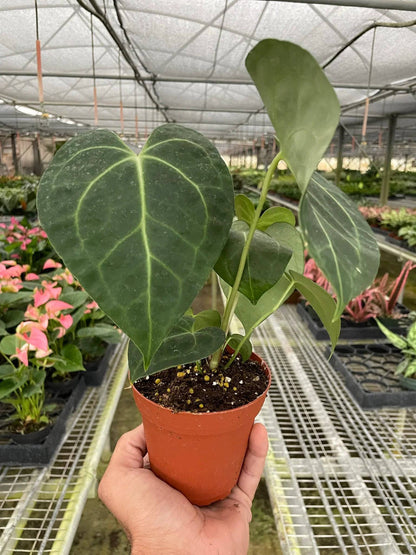 Anthurium 'Clarinervium' - Plantonio