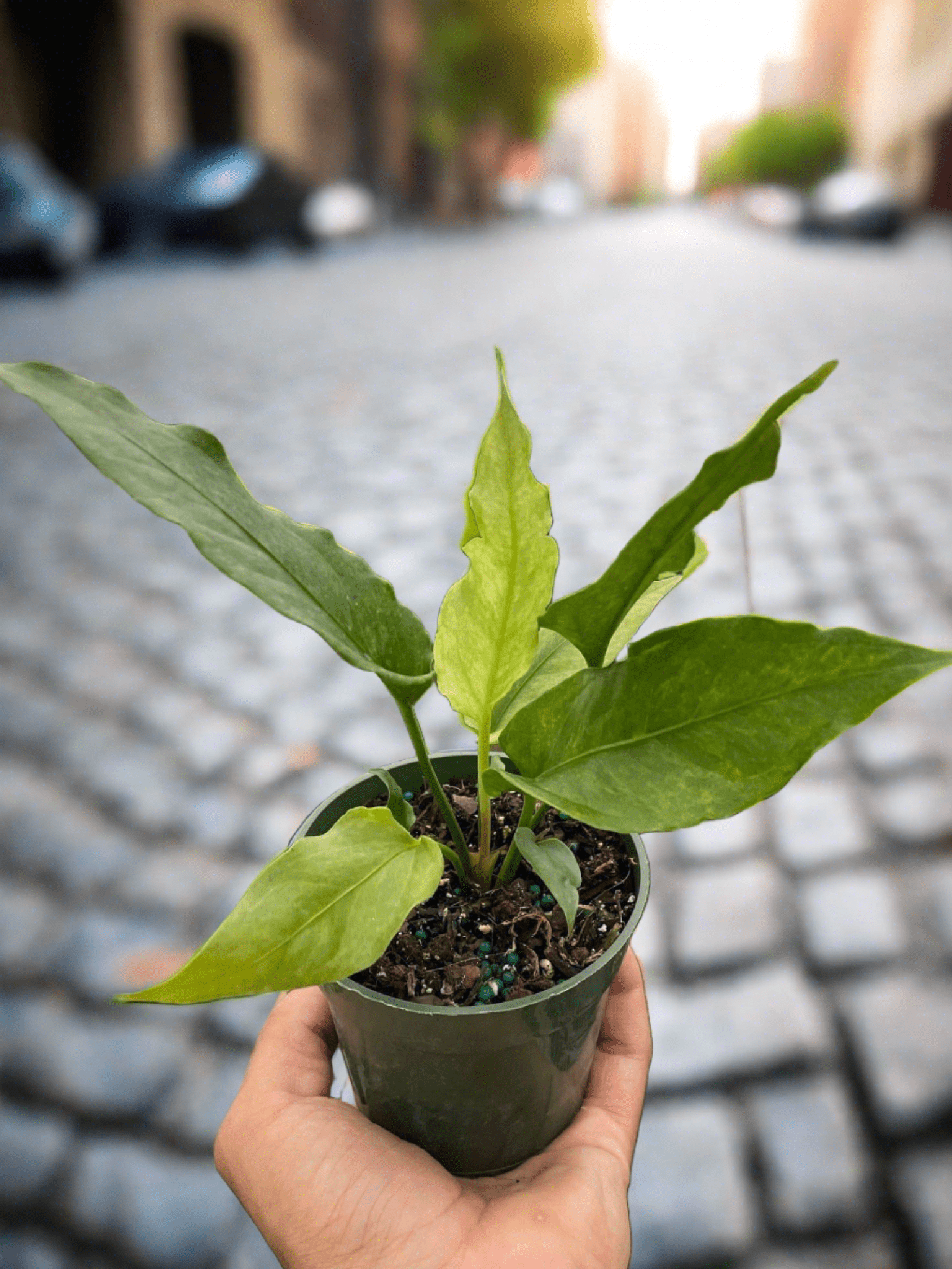 Anthurium 'Hookeri Variegated' - Plantonio