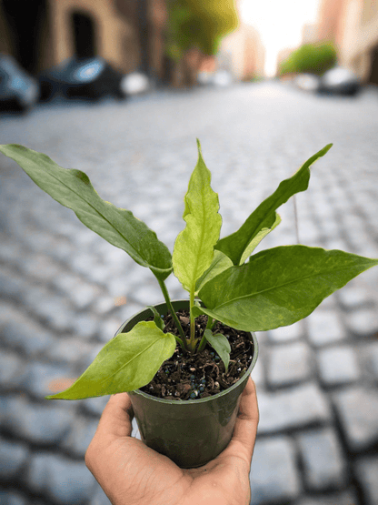 Anthurium 'Hookeri Variegated' - Plantonio
