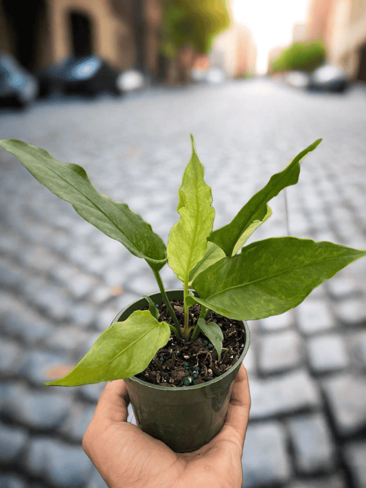 Anthurium 'Hookeri Variegated' - Plantonio
