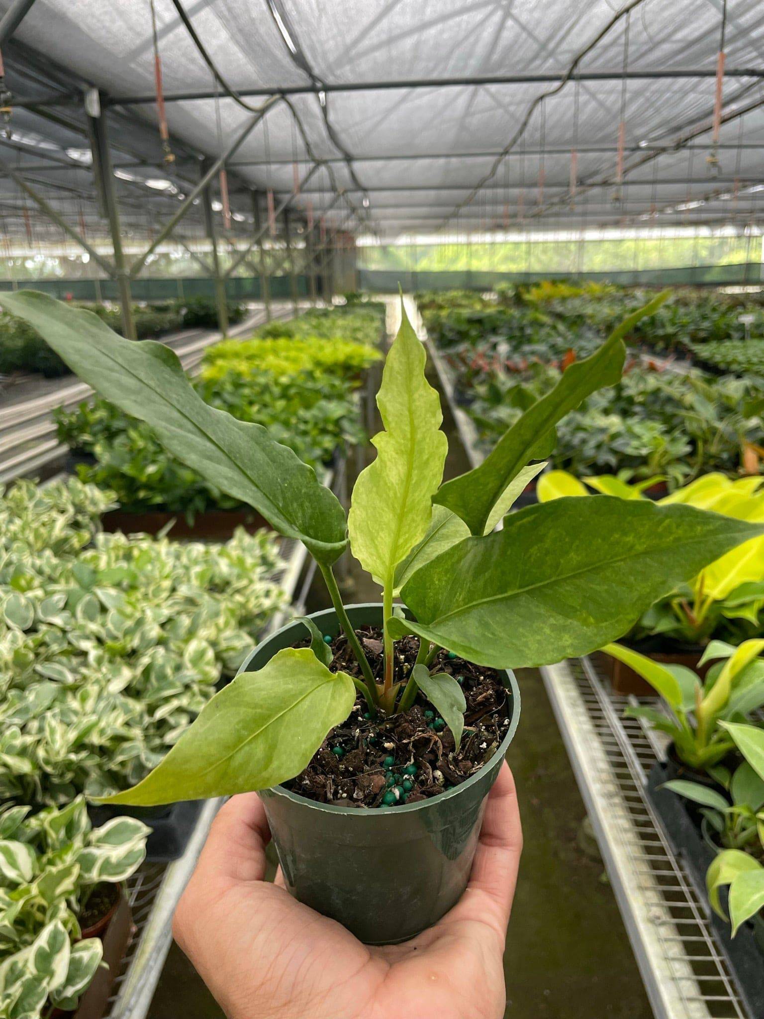 Anthurium 'Hookeri Variegated' - Plantonio