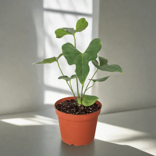 Anthurium 'Lacy Plant' - Plantonio