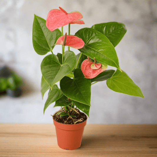 Anthurium 'Pink' - Plantonio