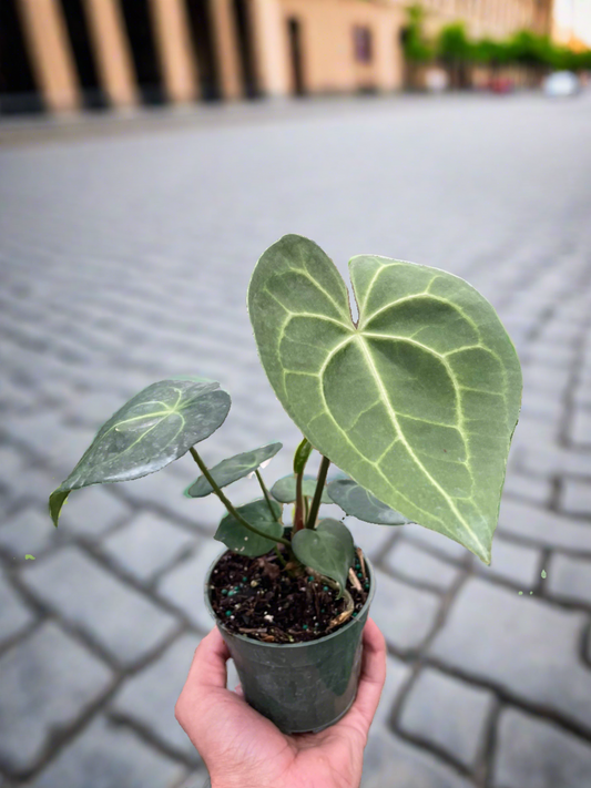 Anthurium 'Pterodactyl' - Plantonio