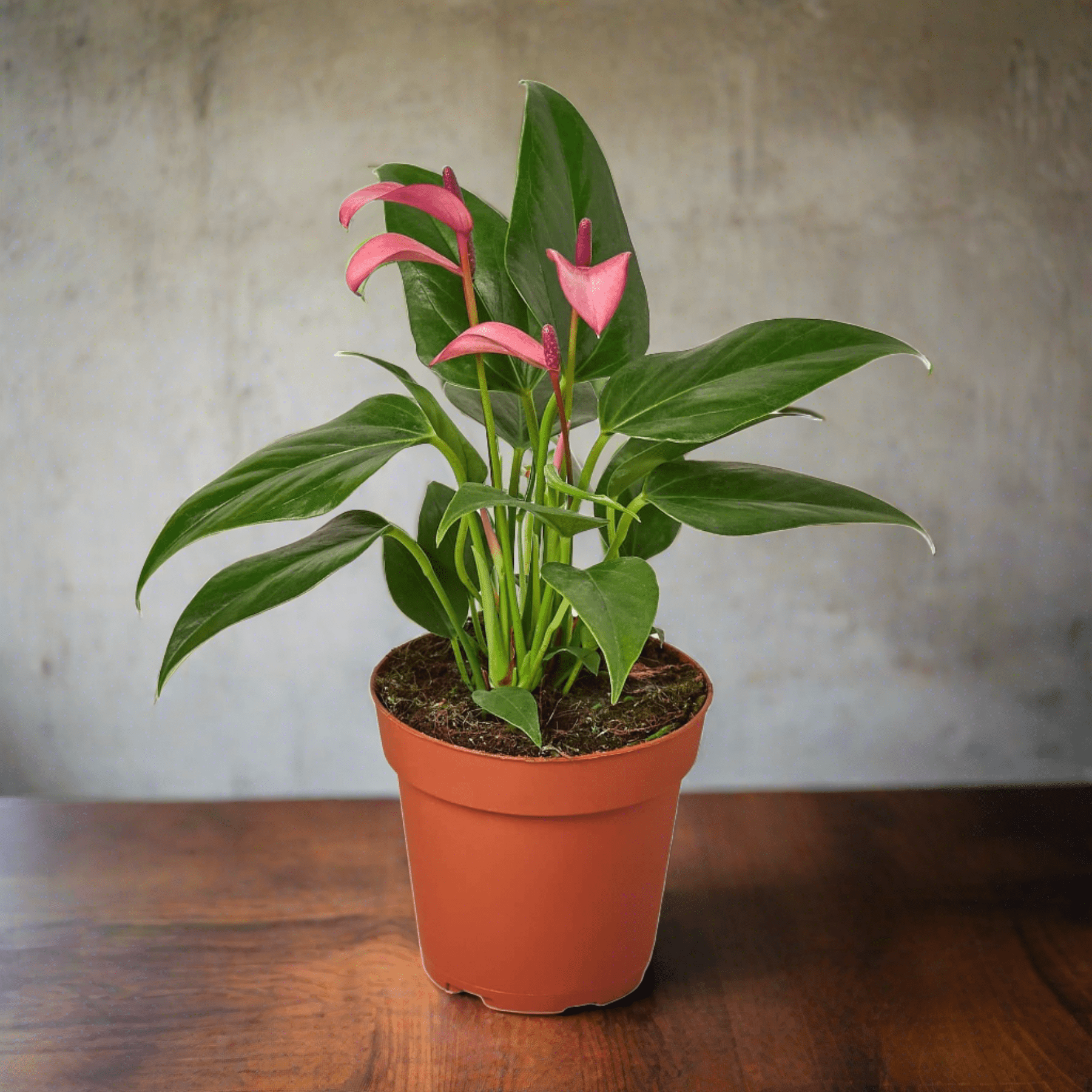 Anthurium 'Purple' - Plantonio