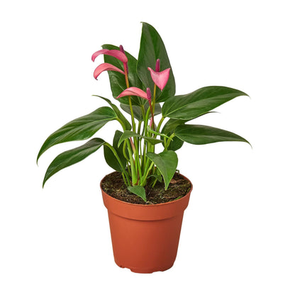 Anthurium 'Purple' - Plantonio