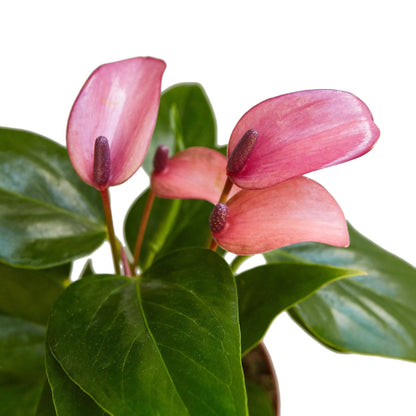 Anthurium 'Purple' - Plantonio
