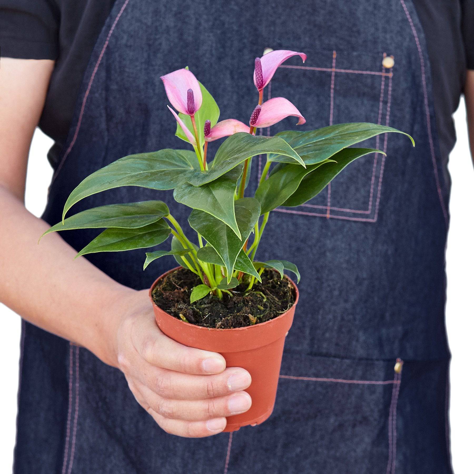 Anthurium 'Purple' - Plantonio