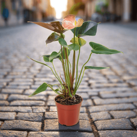 Anthurium Rainbow Champion - 4" Pot - Plantonio