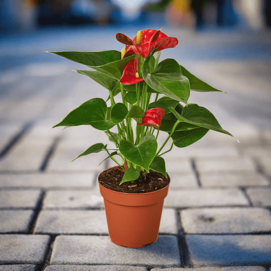 Anthurium 'Red' - Plantonio