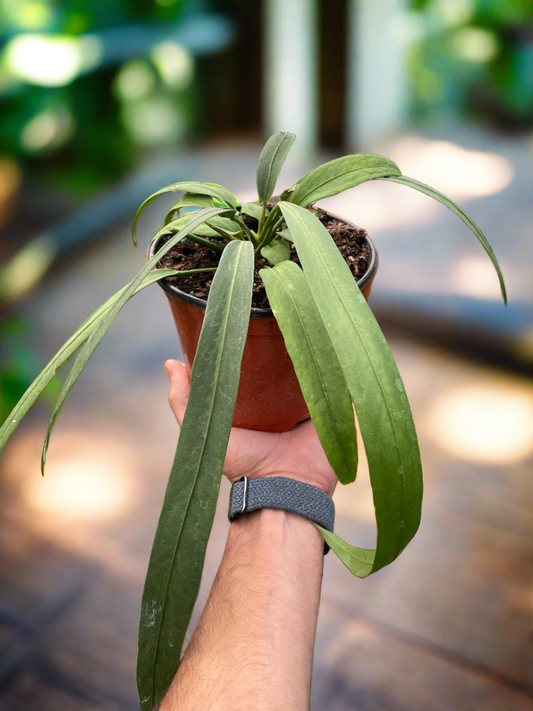 Anthurium 'Vittarifolium' - Plantonio