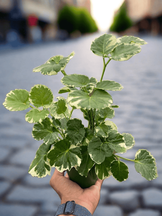 Aralia 'Balfouriana' - Plantonio