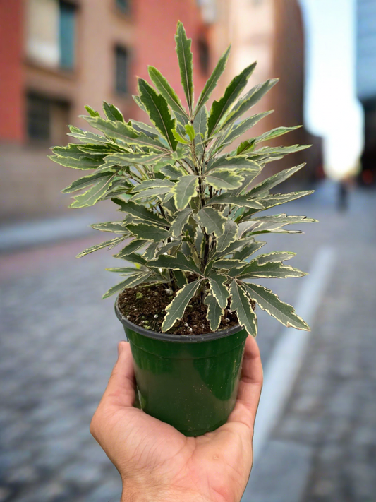 Aralia 'Bianca' - Plantonio