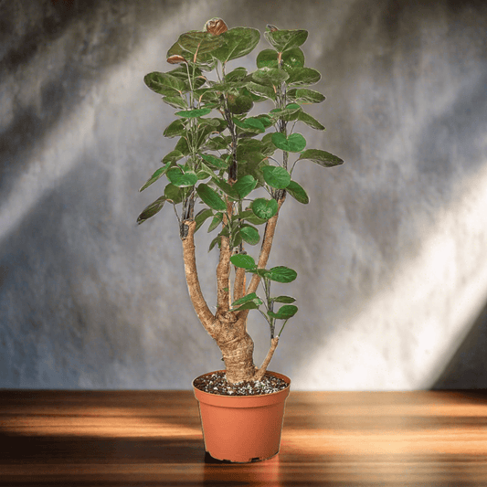 Aralia Fabian Stump 'Polyscias Scutellaria' - Plantonio