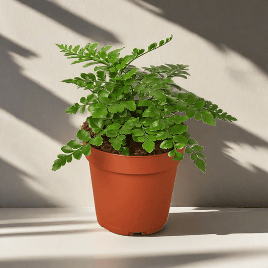 Austral Gem Fern - Plantonio