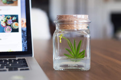 Award Winning, Maintenance Free Orchid Terrarium - Psygmorchis Pusilla - Miniature, No Green Thumb Necessary, Great for Work, Home, Unique Gift. - Plantonio