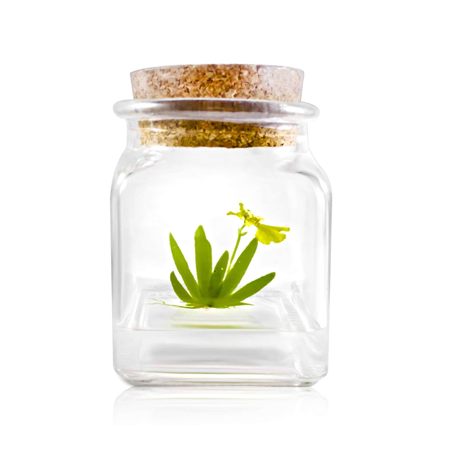 Award Winning, Maintenance Free Orchid Terrarium - Psygmorchis Pusilla - Miniature, No Green Thumb Necessary, Great for Work, Home, Unique Gift. - Plantonio