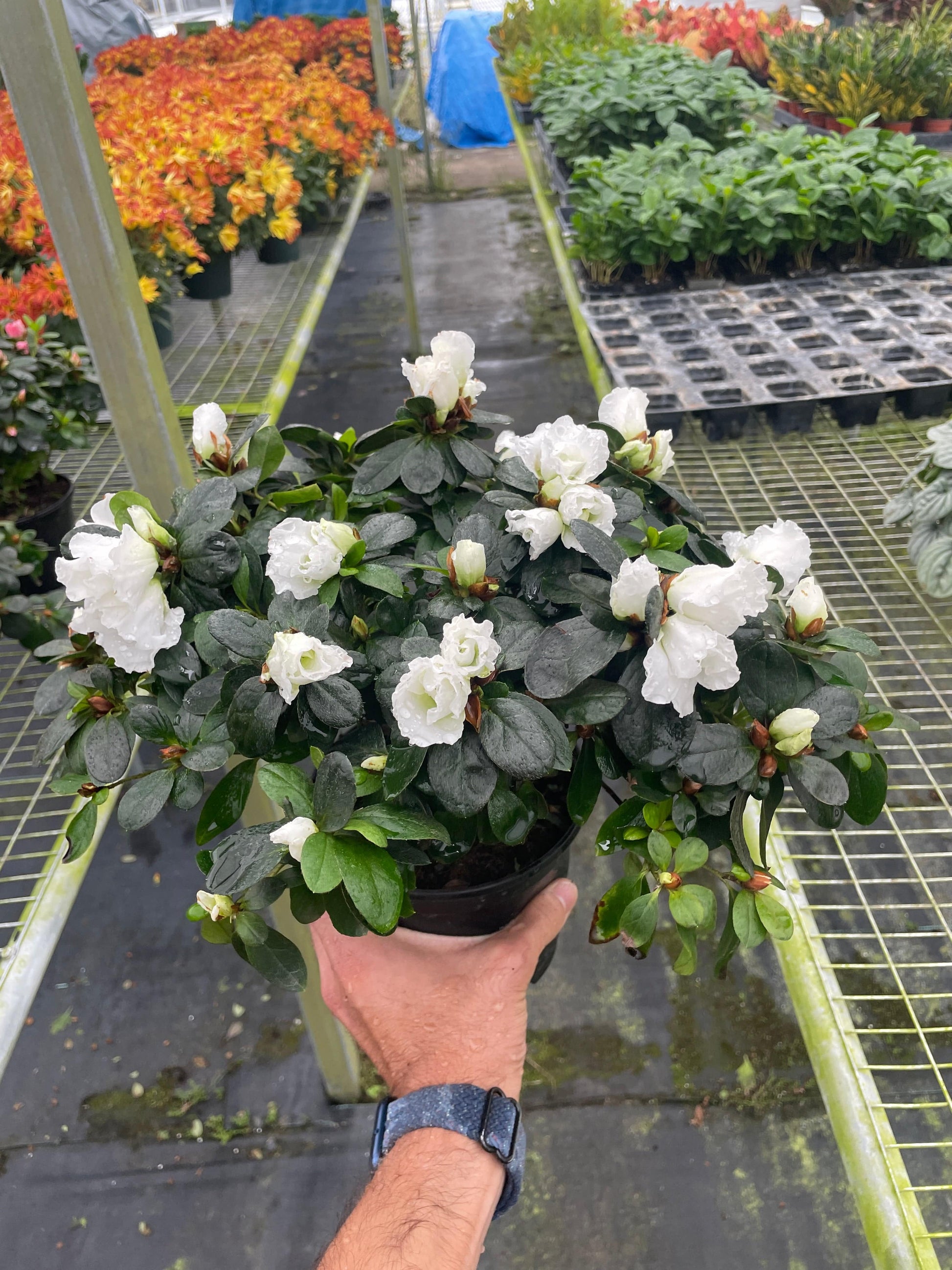 Azalea (Rhododendron) - Plantonio
