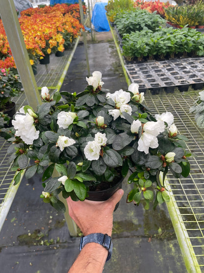 Azalea (Rhododendron) - Plantonio