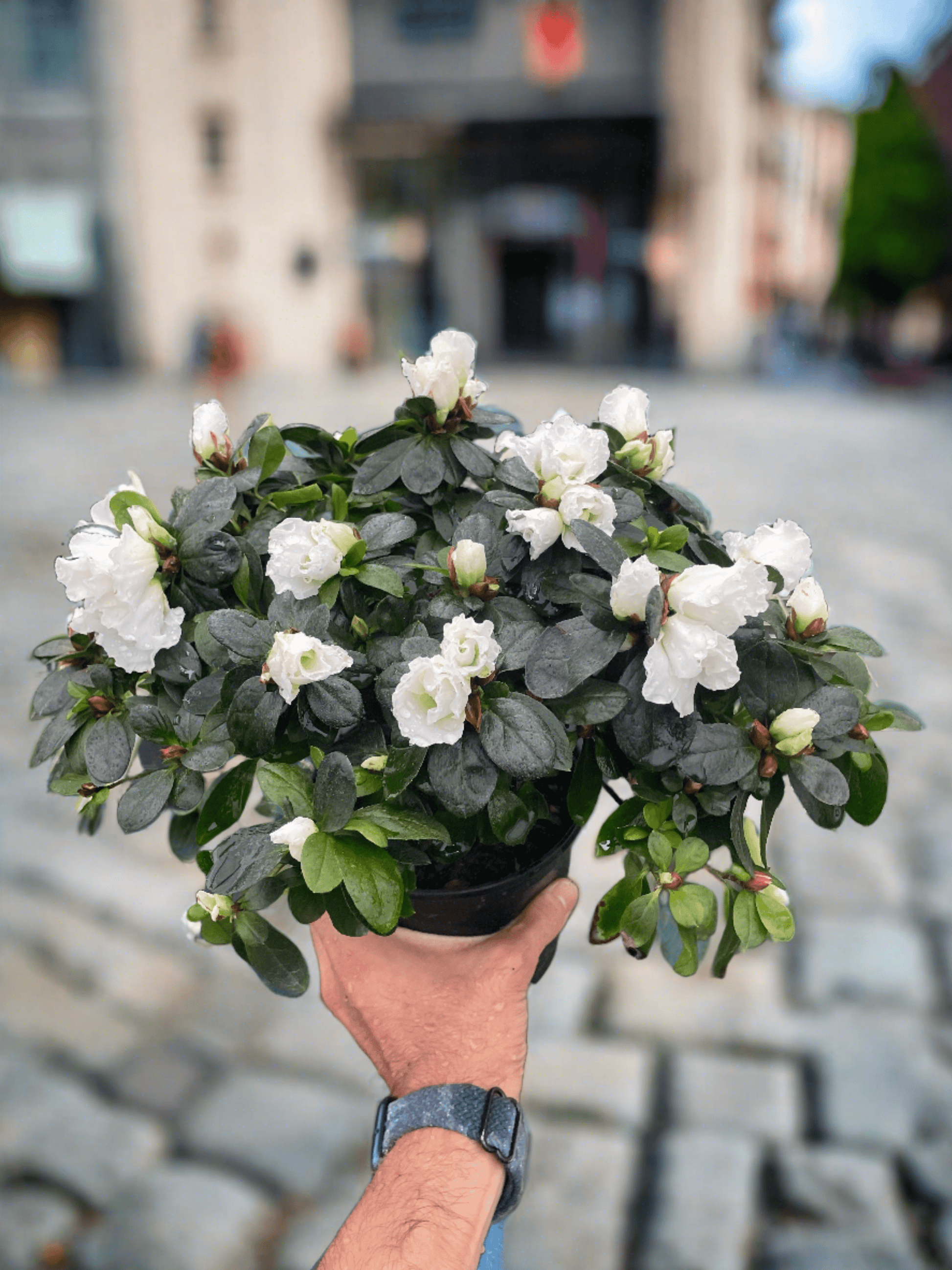 Azalea (Rhododendron) - Plantonio
