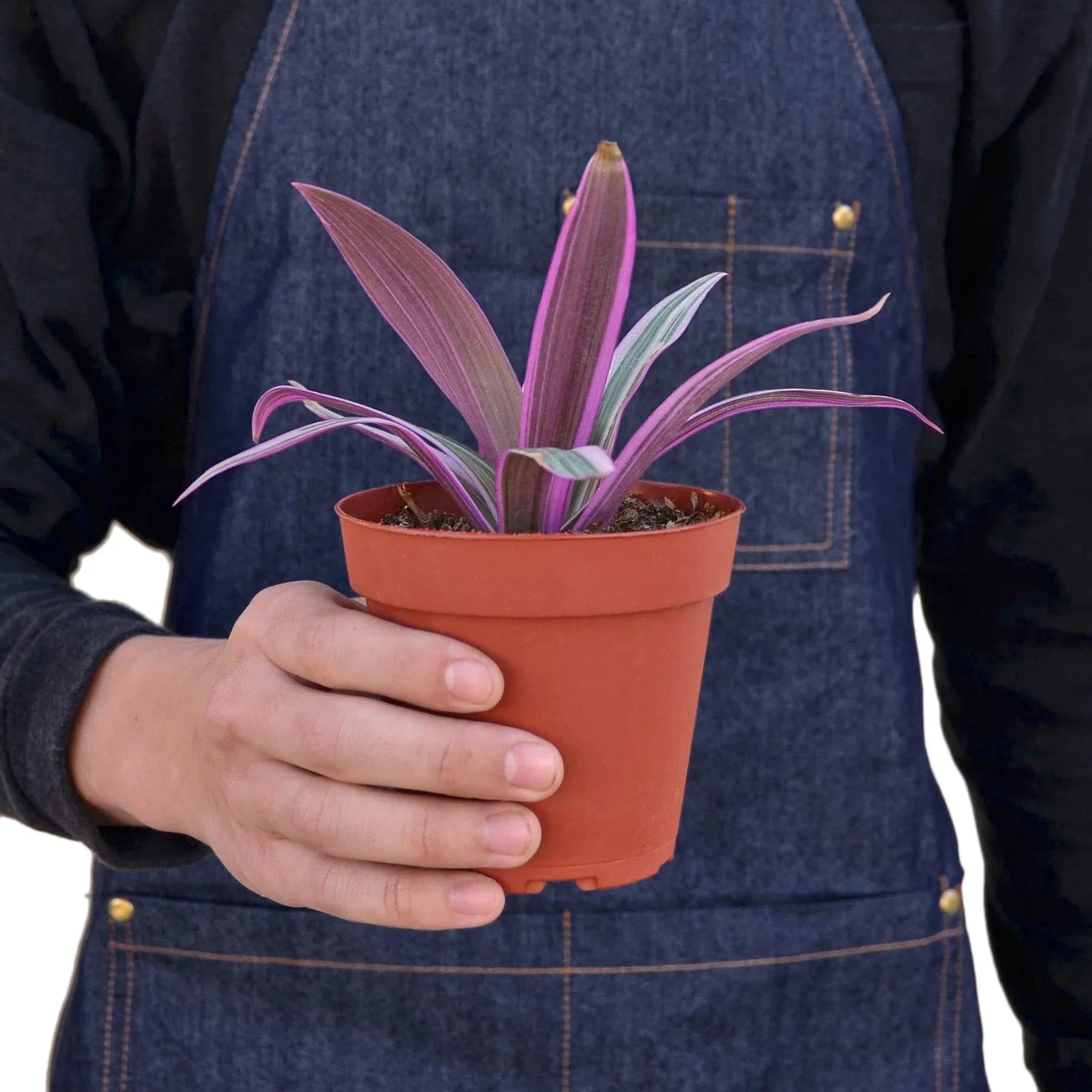 Oyster Plant 'Moses in the Cradle' - Plantonio