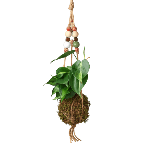 Bead Kokedama Moss Ball Hanging Plant - Plantonio