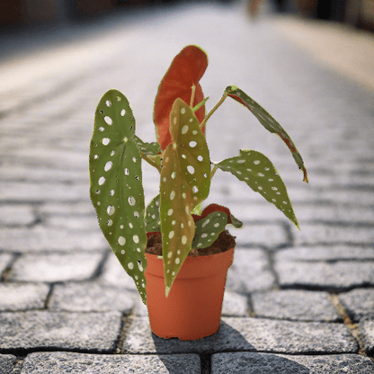 Begonia 'Maculata' - Plantonio