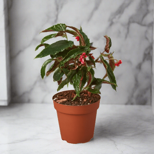 Begonia 'Miss Milly' - Plantonio