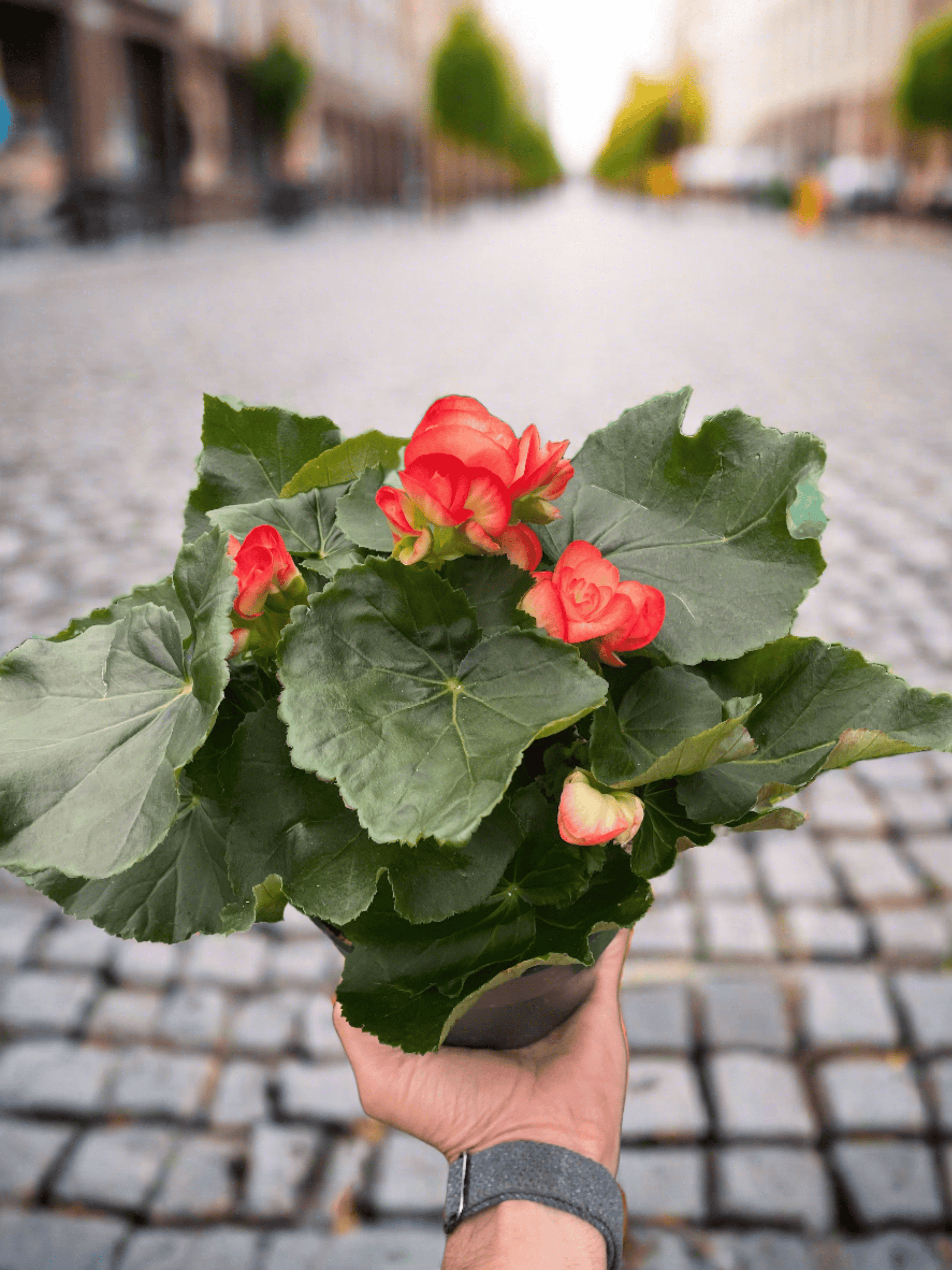 Begonia 'Reiger' - Plantonio