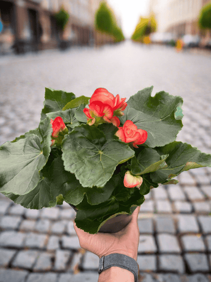 Begonia 'Reiger' - Plantonio